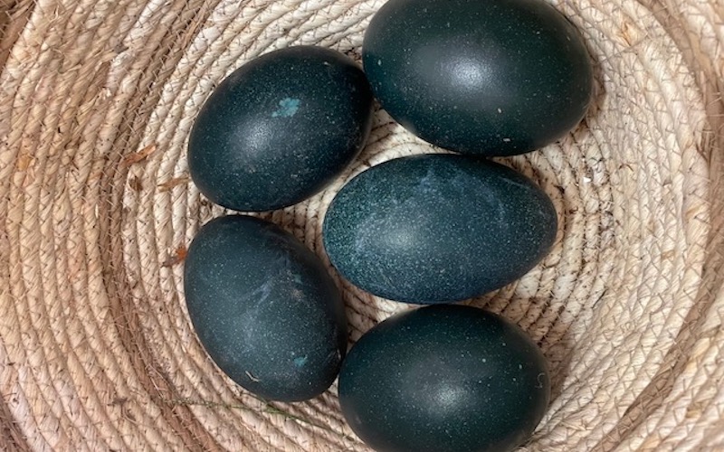 Emu Eggs