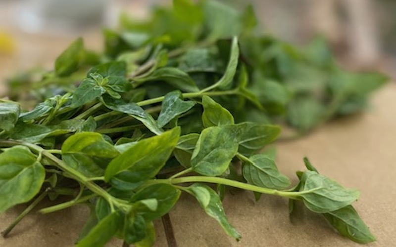 Wild River Mint